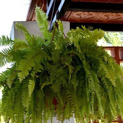 lush ferns in sunroom