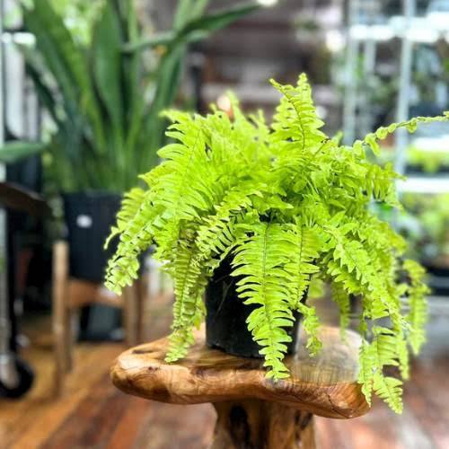 lush fern on a wooden shelf