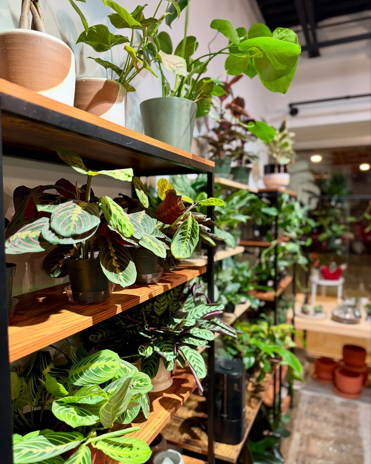 various plants on shelf