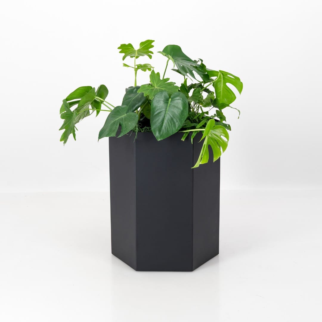 rubber plant in a minimalist pot beside a Scandinavian-style record cabinet