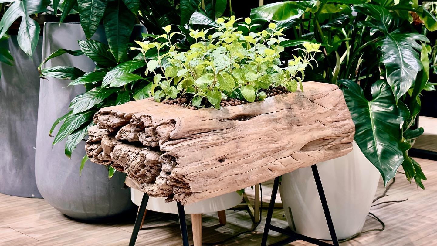 Rustic wooden planters filled with succulents