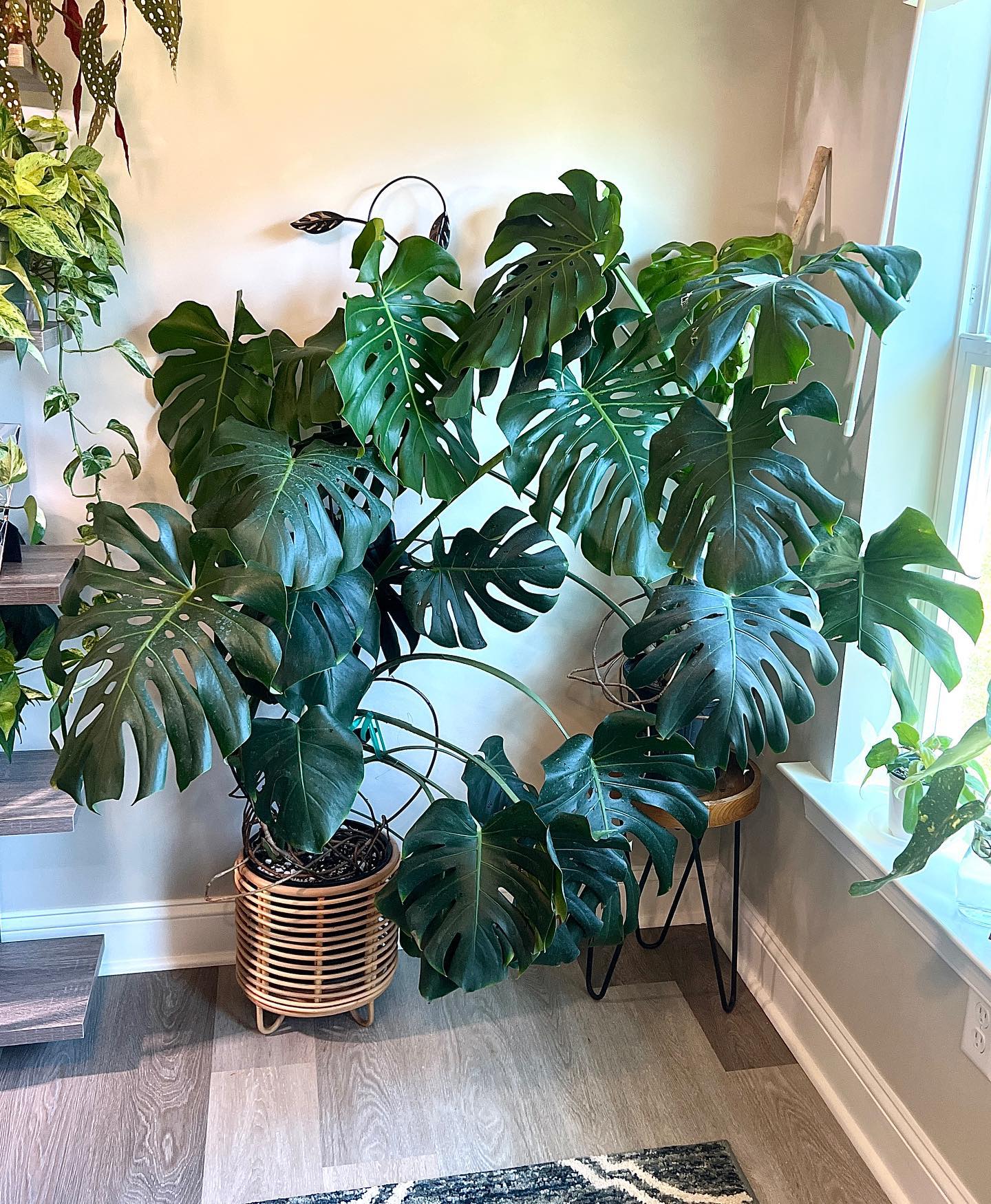 Lush monstera in minimal white pot