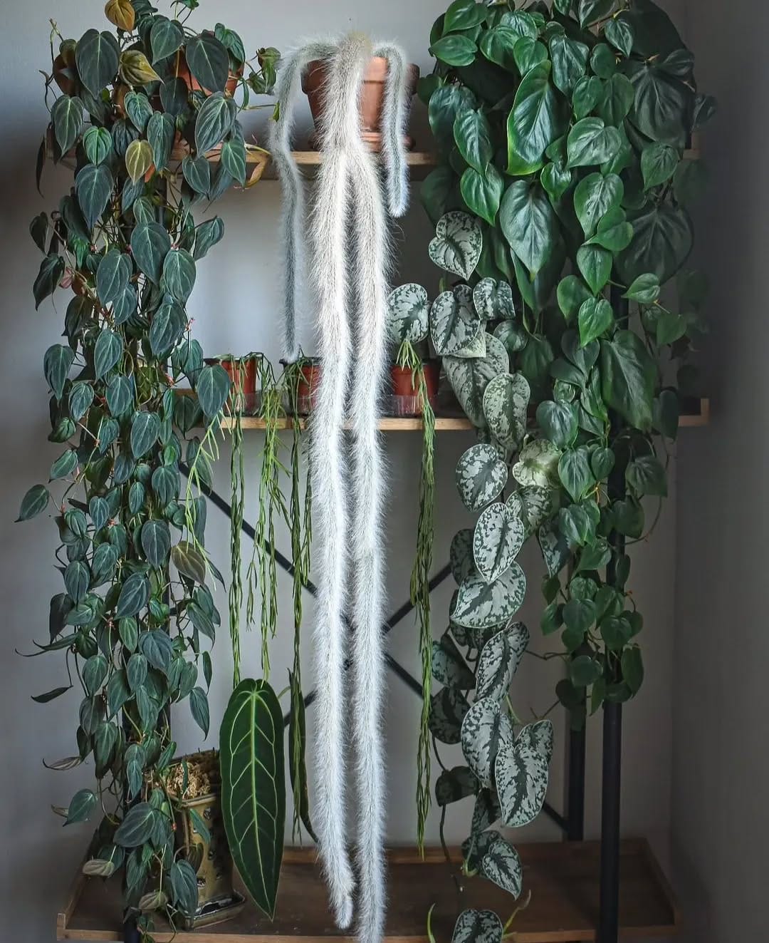 cascading ivy on windowsill edge