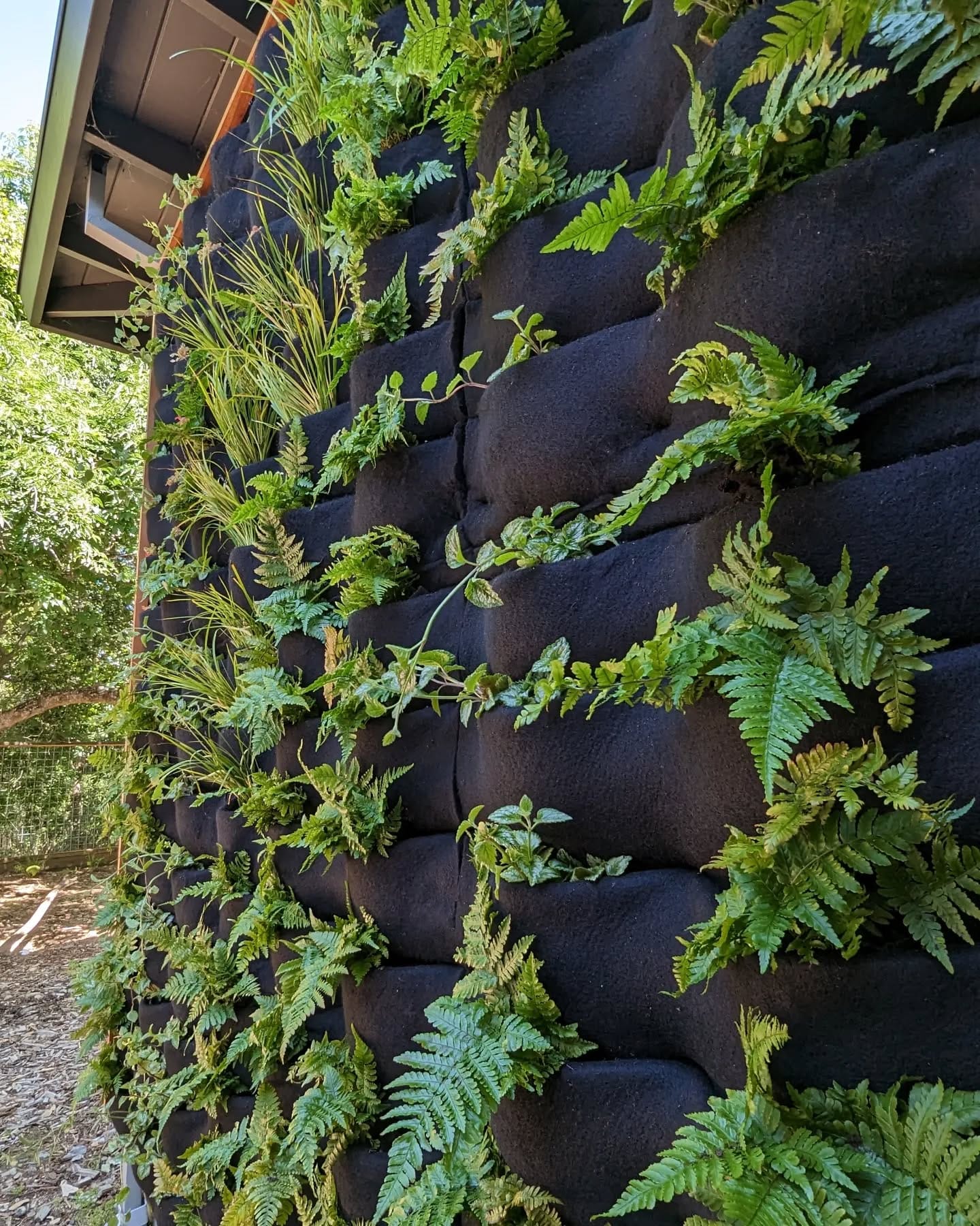 Lush ferns in macrame hangers