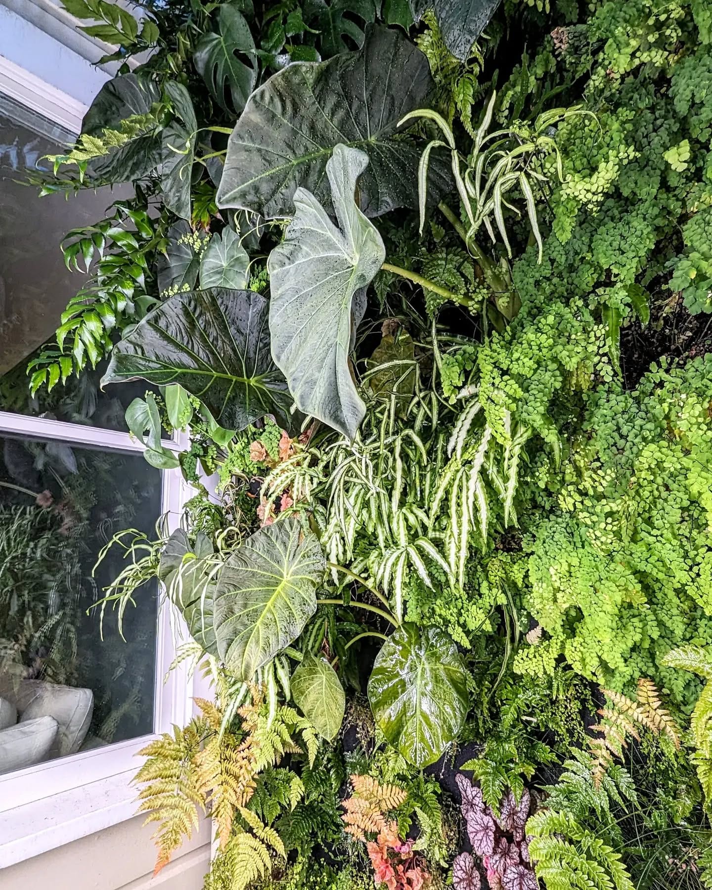 Wooden lattice with climbing plants