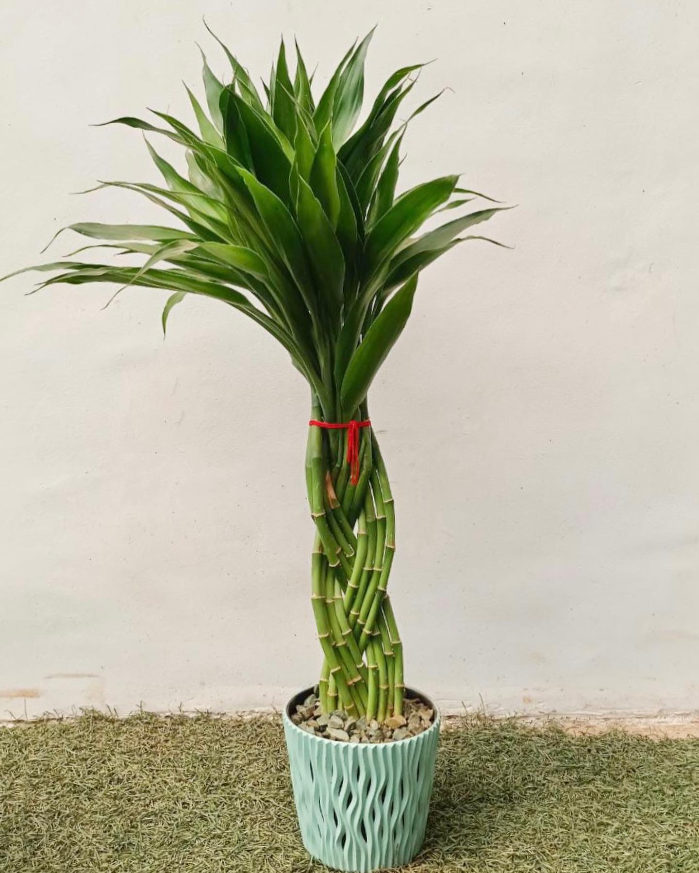 Bamboo shelving with assorted houseplants