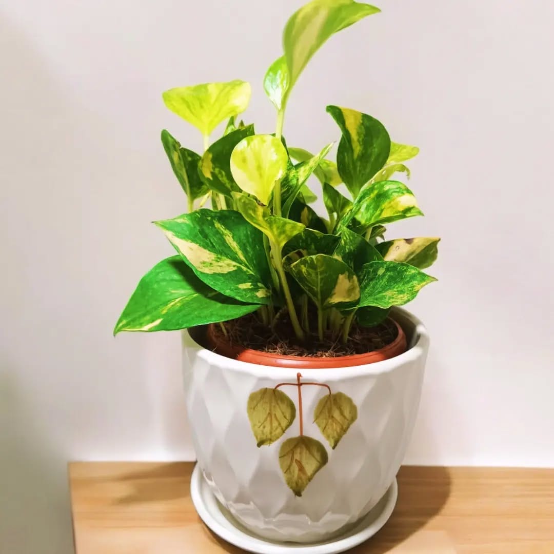 geometric metal pot with succulents