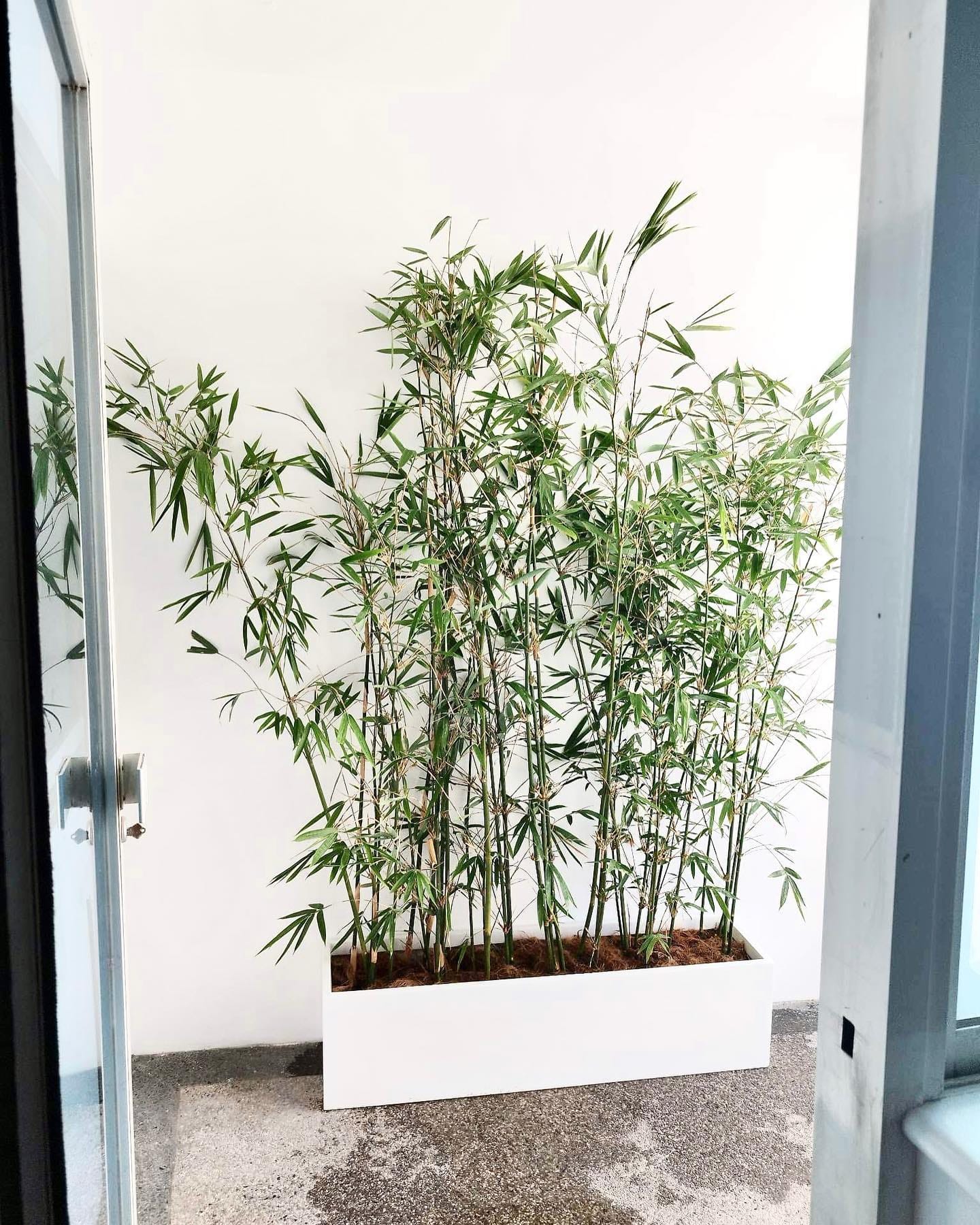 bamboo fiber pot with fern