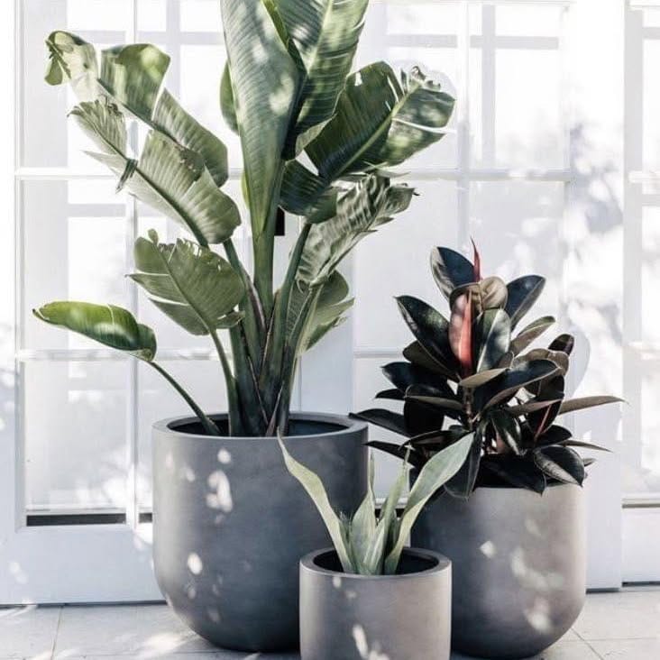 Cement pots with leafy green plants