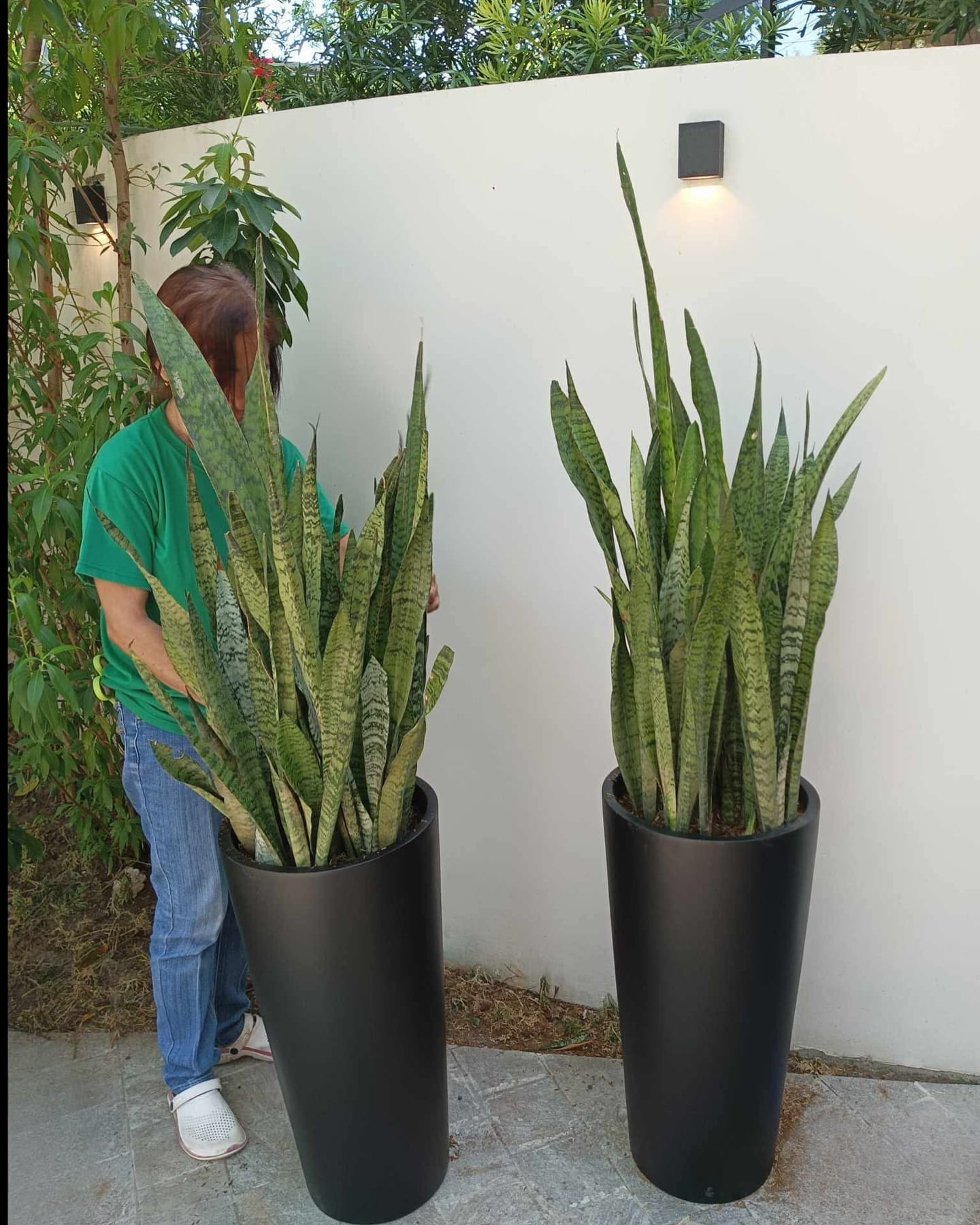frost-resistant fiberglass planter in snowy garden