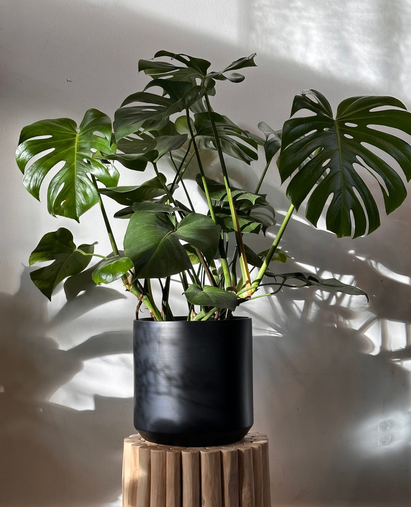 shadow play with monstera