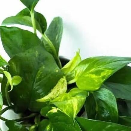 ferns and peace lily near water feature