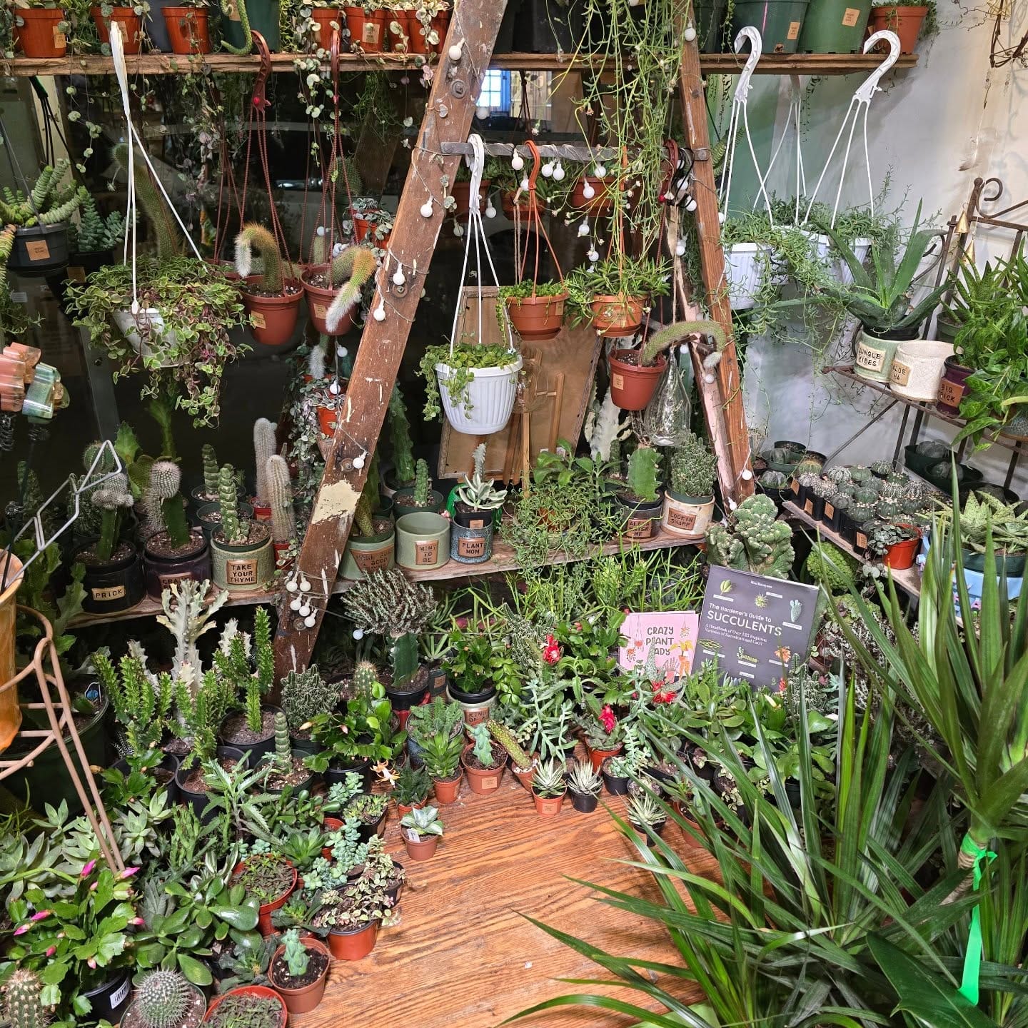 Clear plant saucer trays with drainage