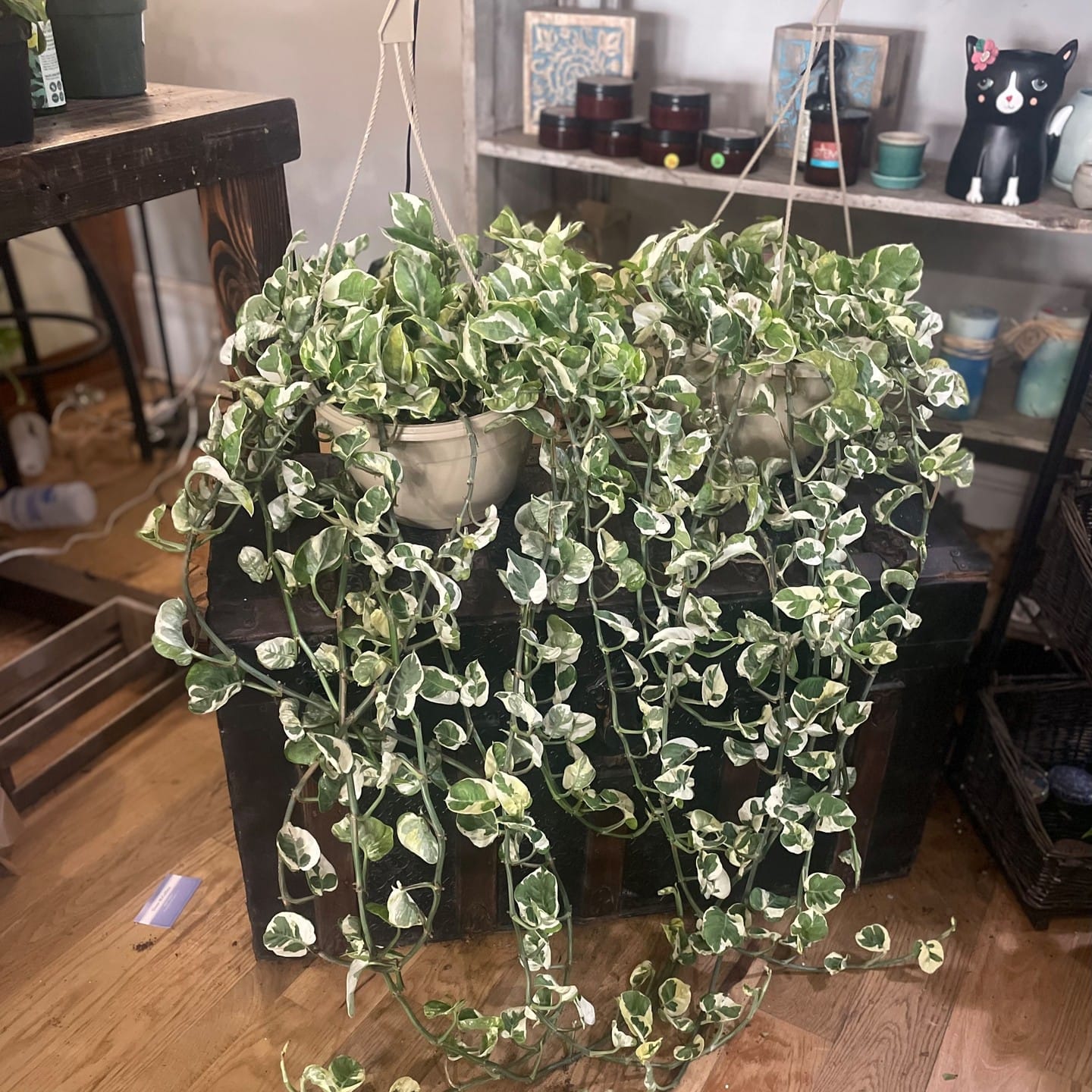 Delicate pearls and jade pothos in a sleek gray planter