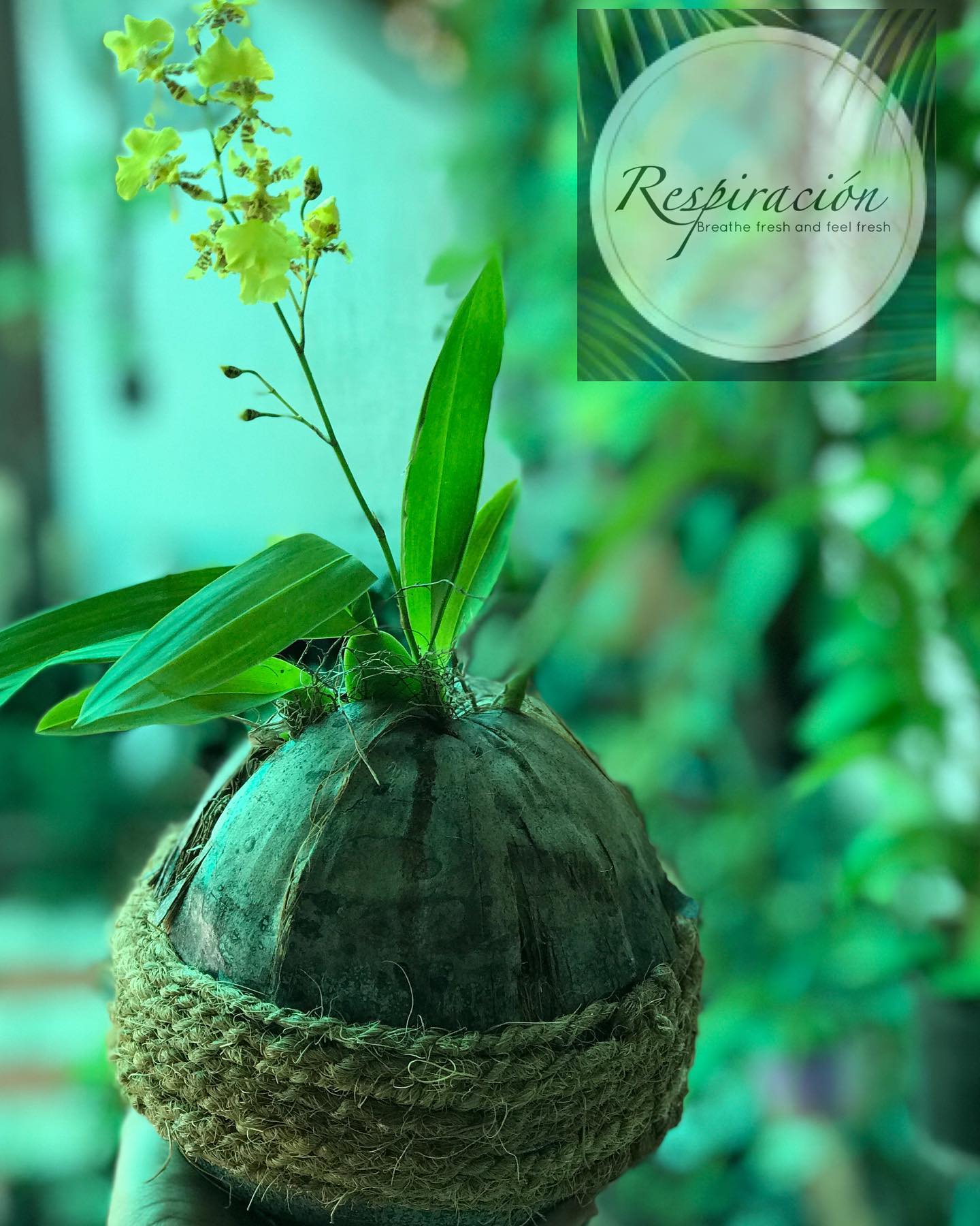 Eco-friendly coconut husk hanging planter