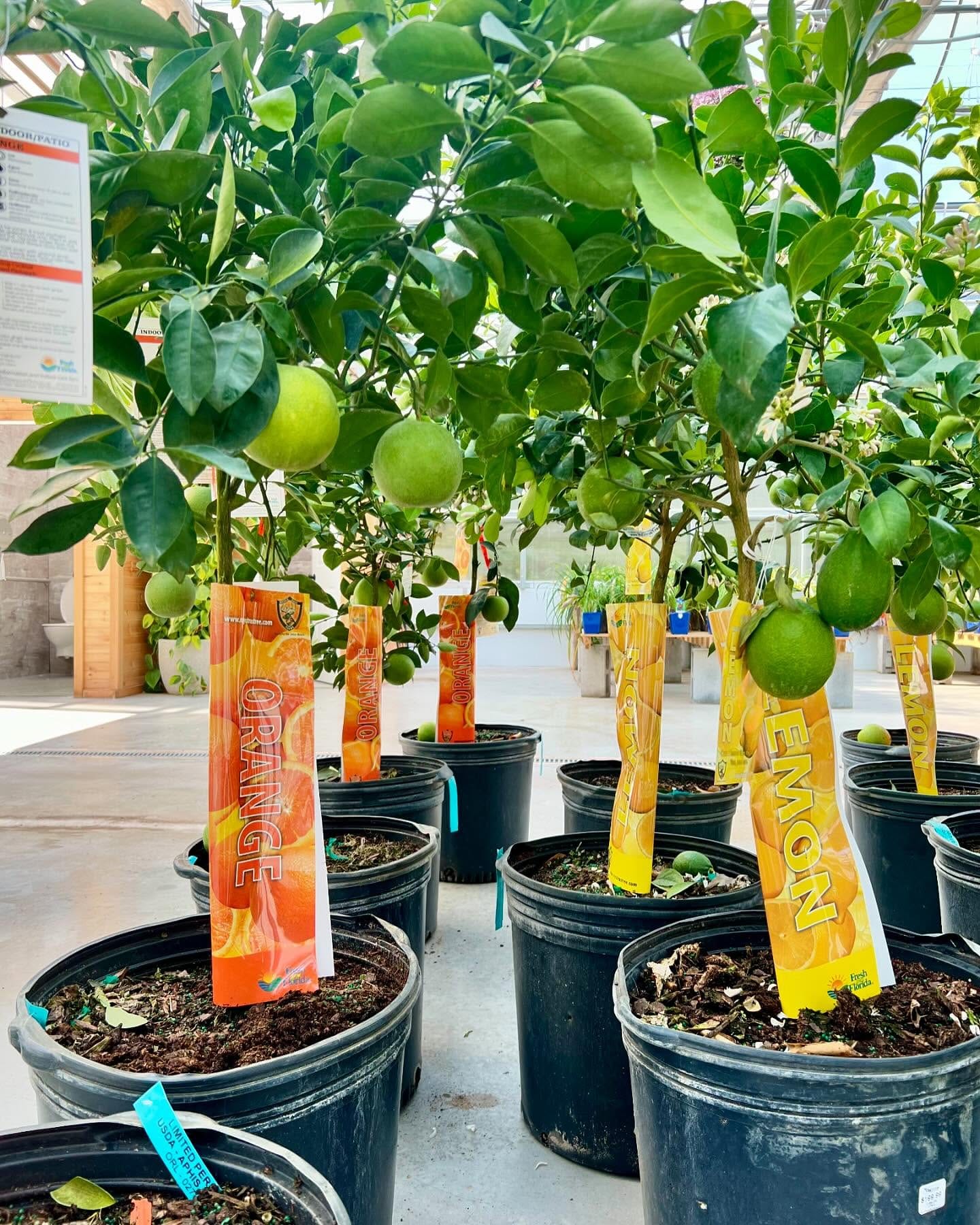 citrus ombre planters with lemon trees