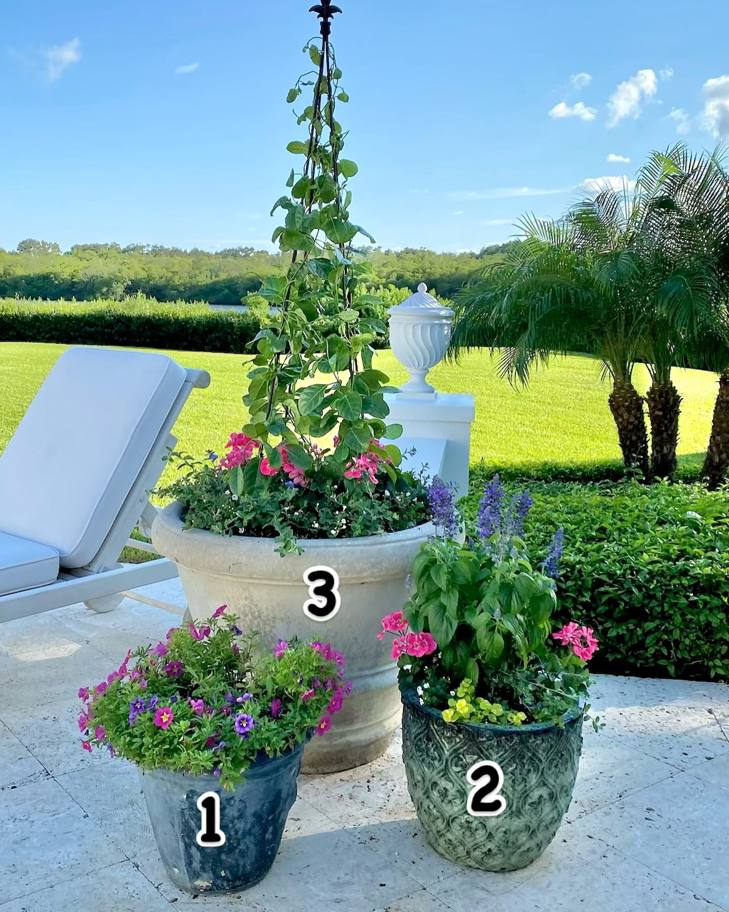 Fiddle leaf fig and Boston fern