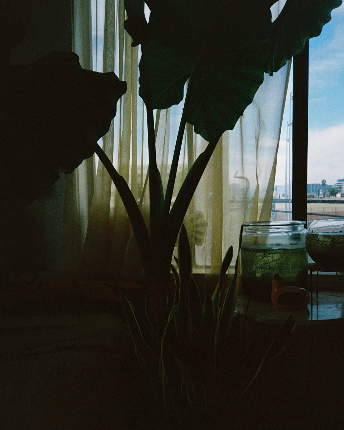 plants arranged on sunny windowsill