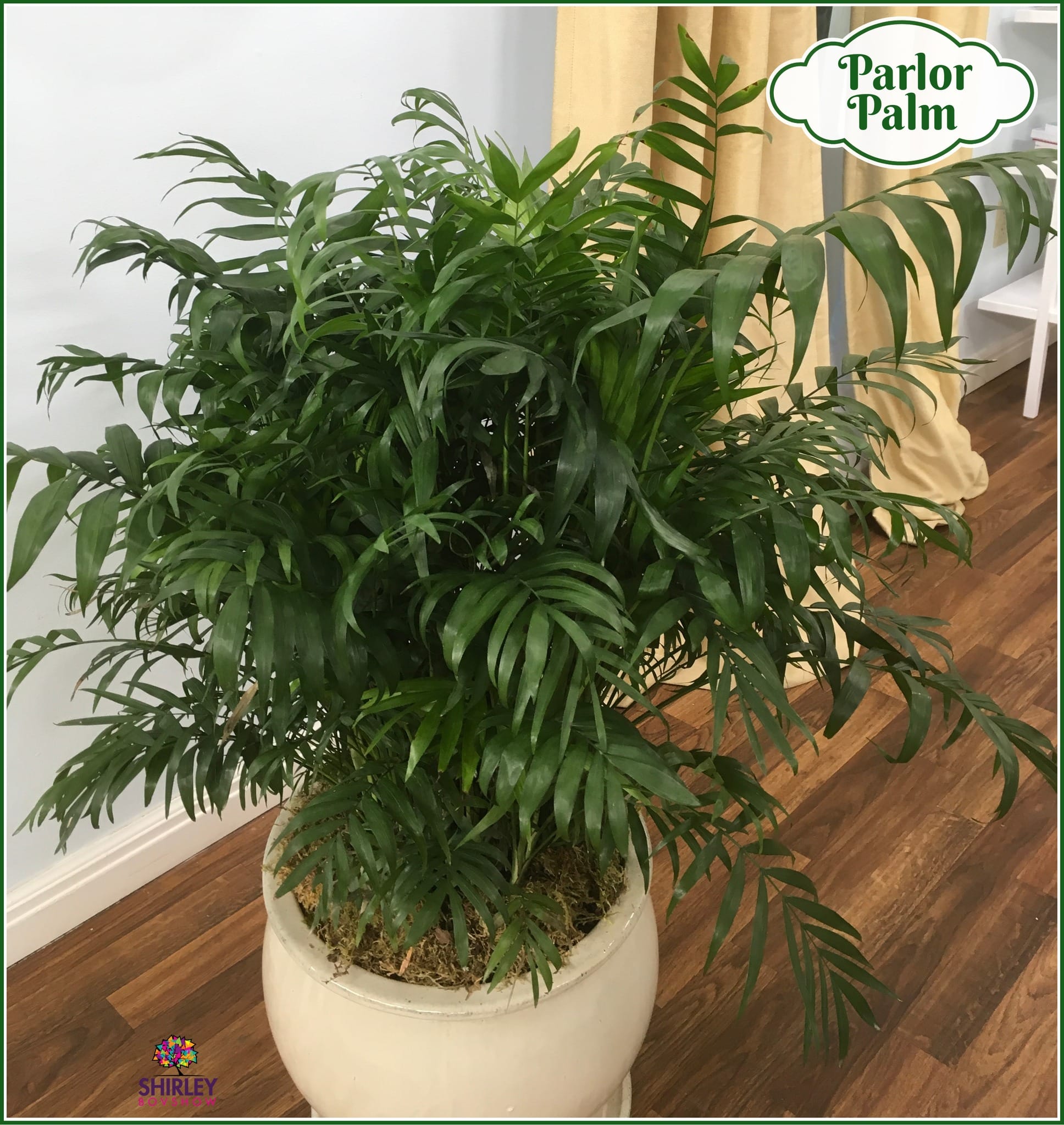 parlor palm on mantelpiece