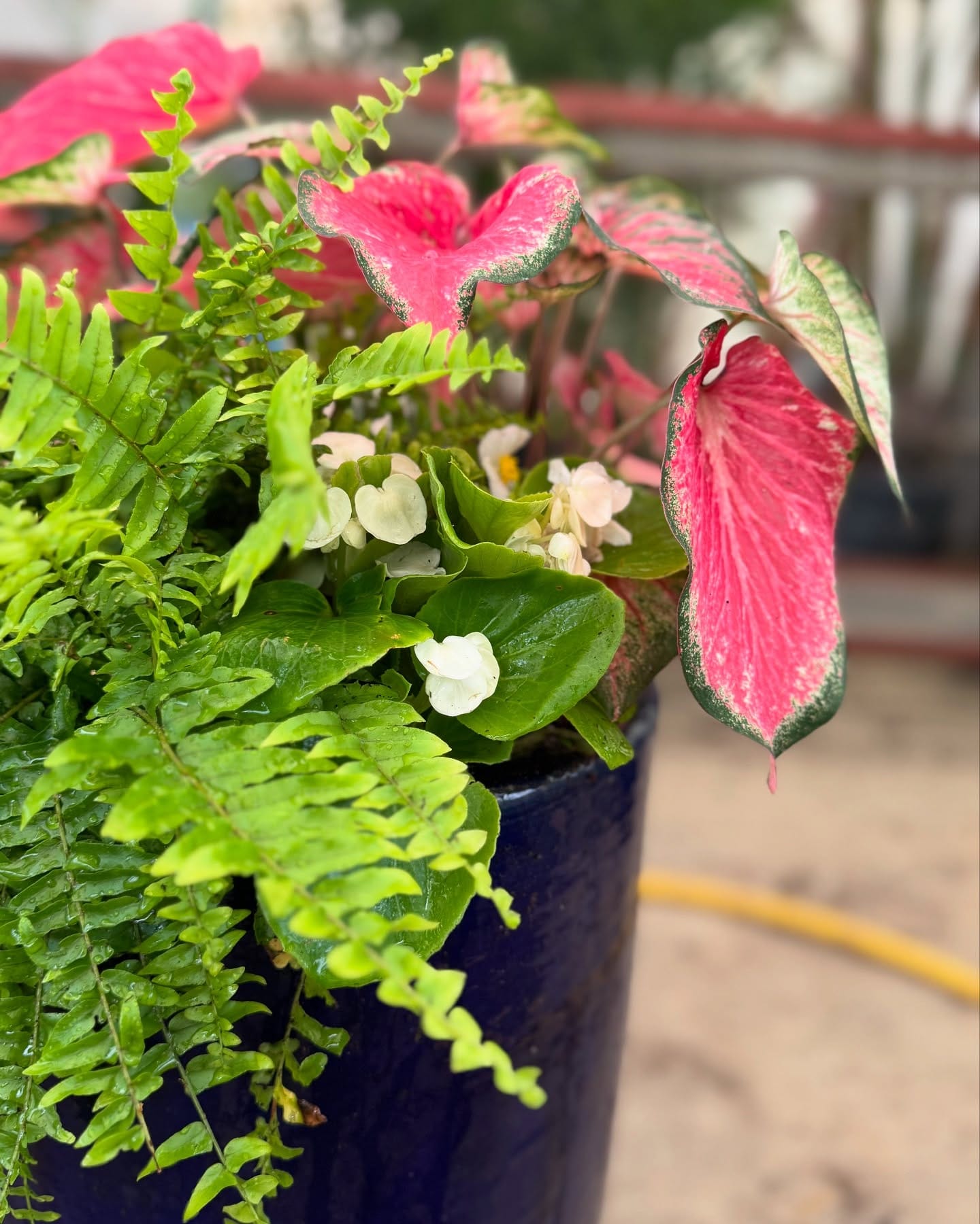 green herb planters on windowsill