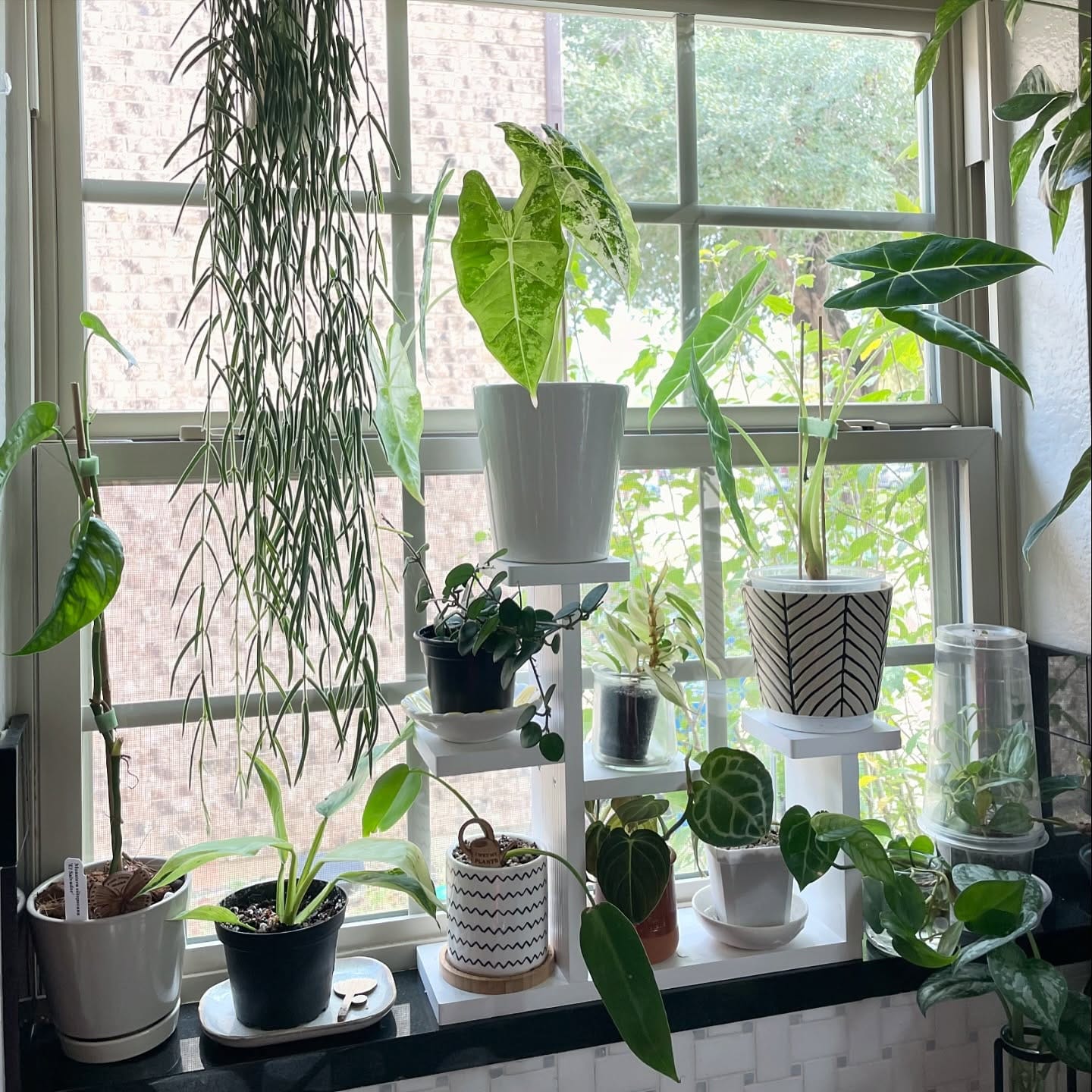 Sunlit window sill with minimalist potted plants