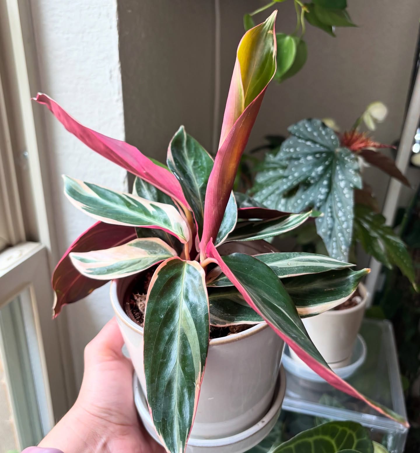 calathea plant with vibrant leaves