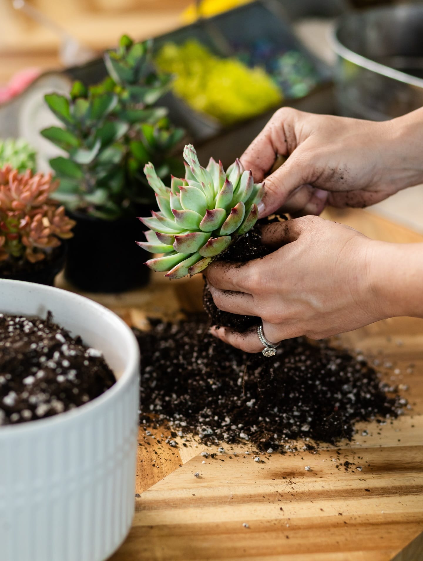 succulents on a concrete record cabinet