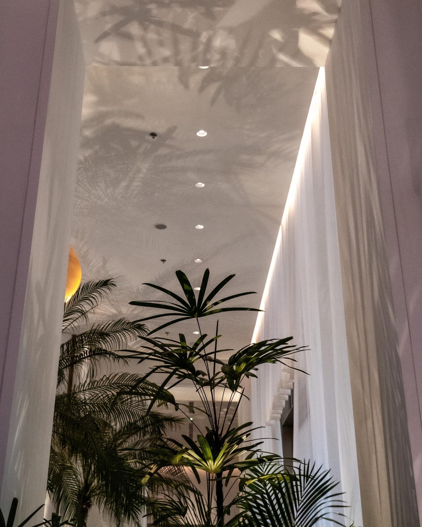 dramatic front-lighted palm