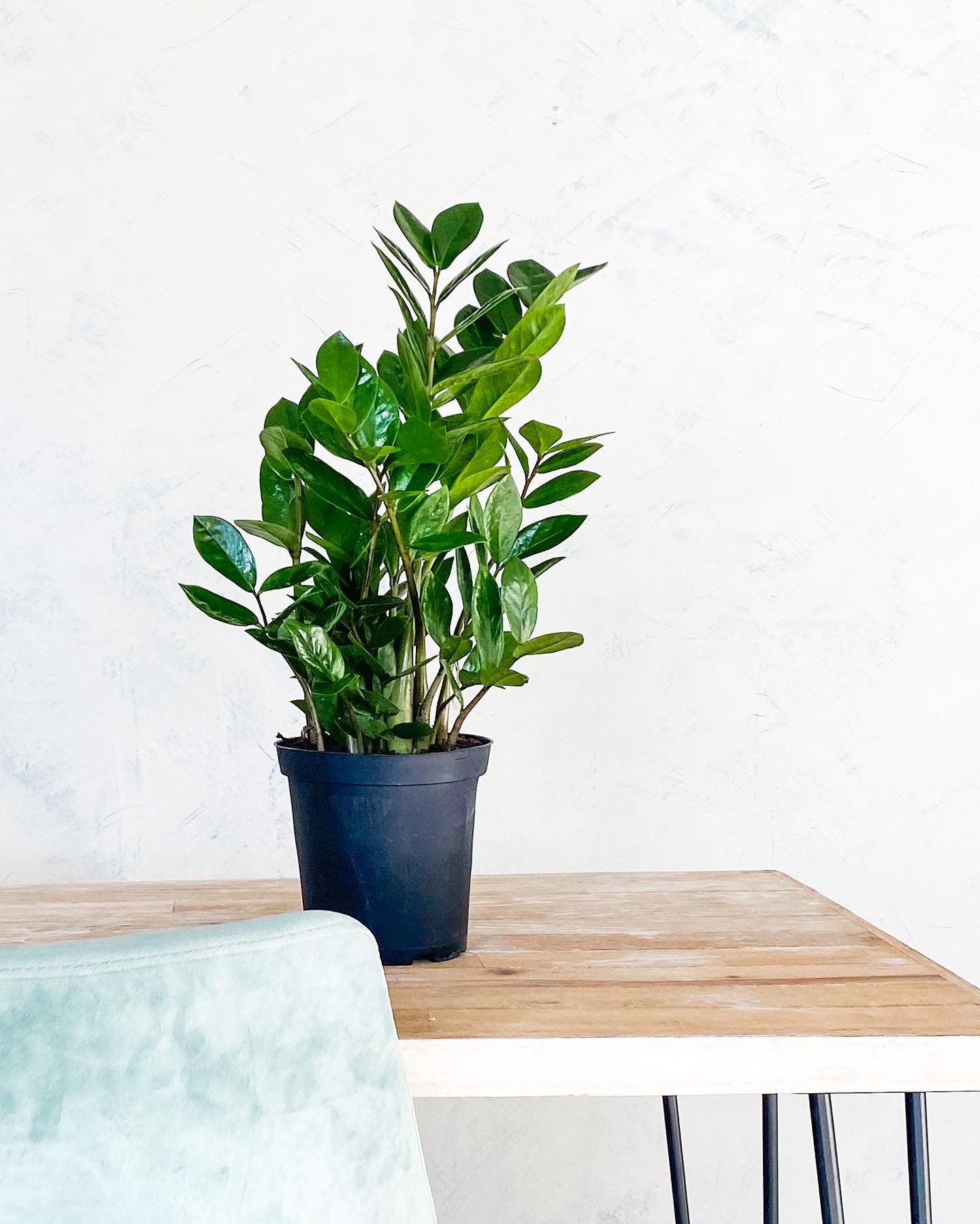 zz plant in a modern planter