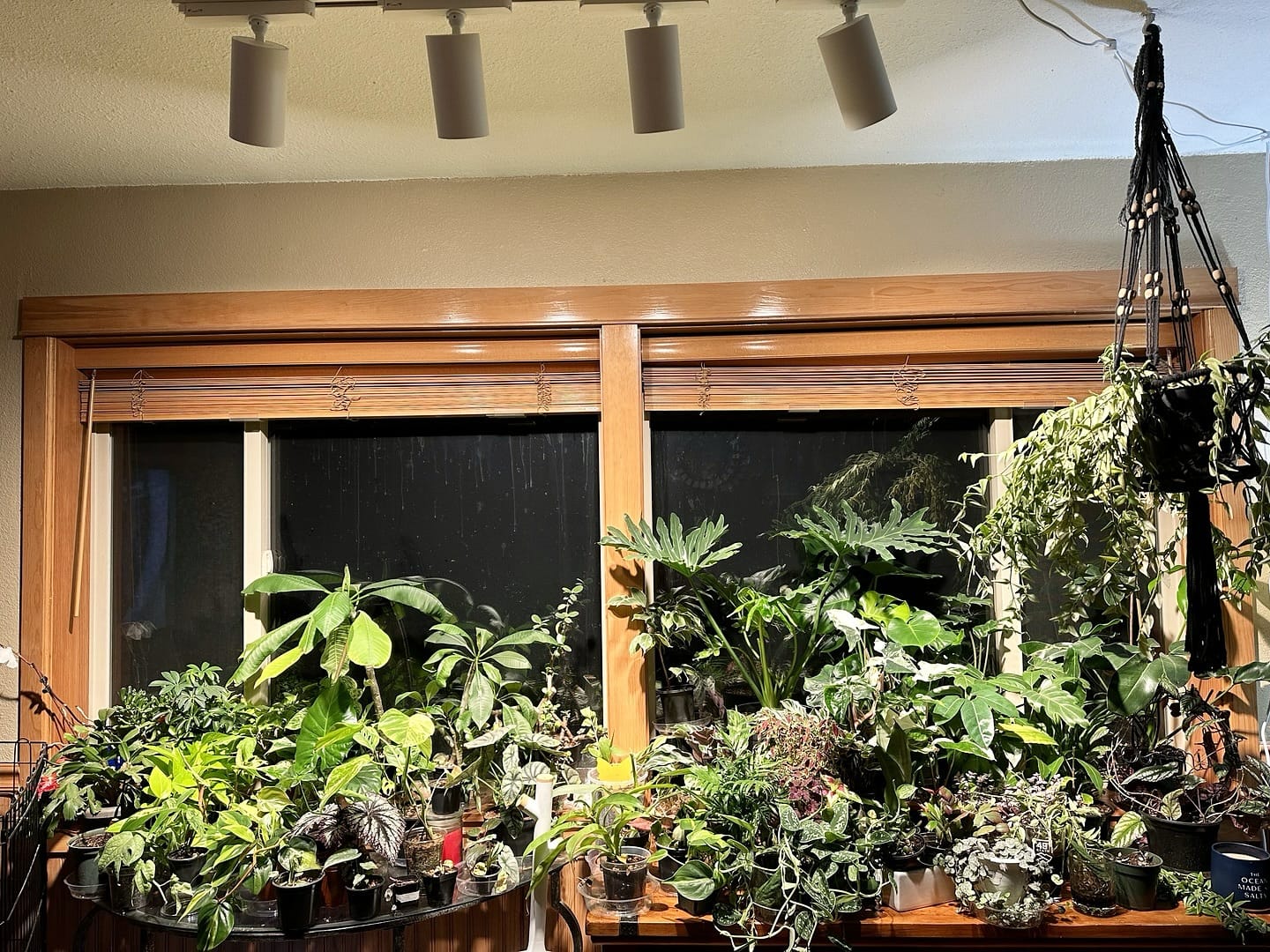 track lighting above plant collection