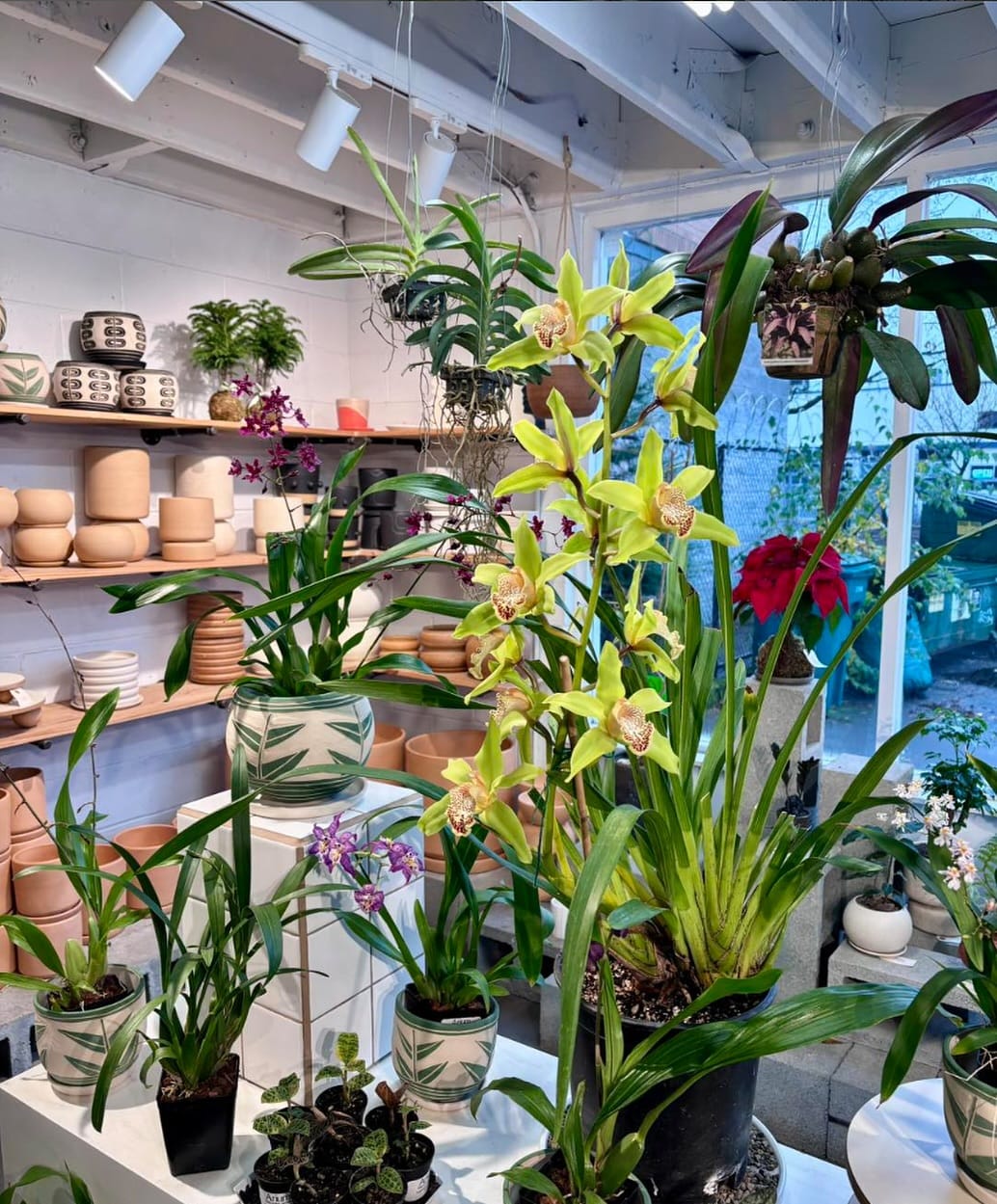 orchids with fiber optic lighting