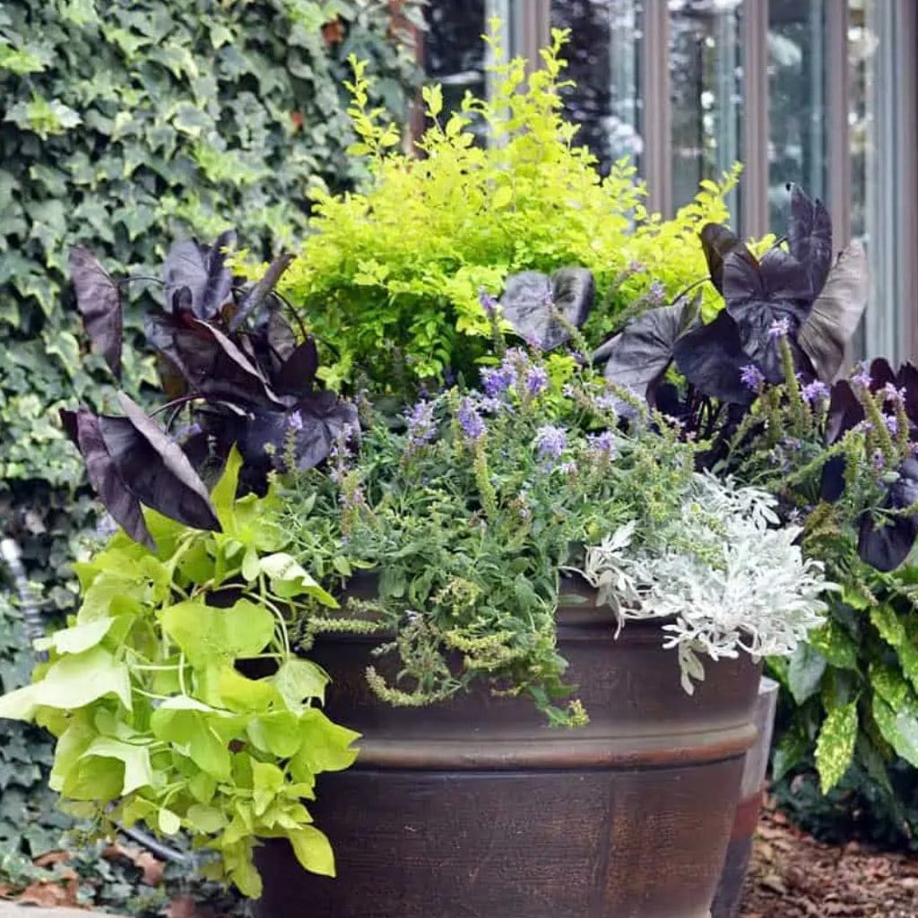 Calathea and peace lily