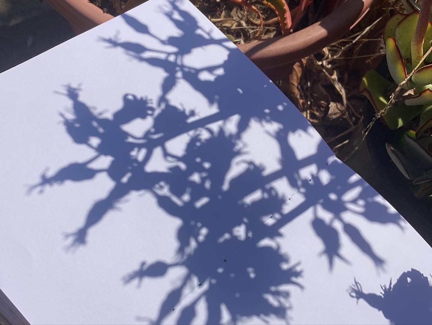 layered plant shadows on wall