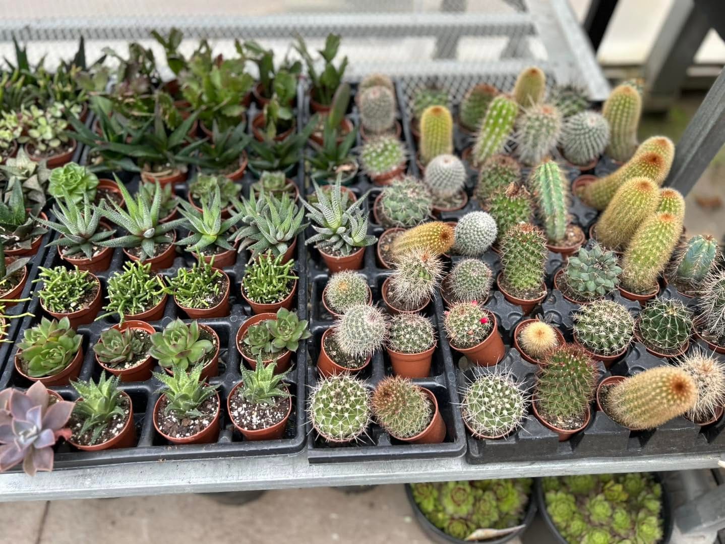 variety of succulents in a pot