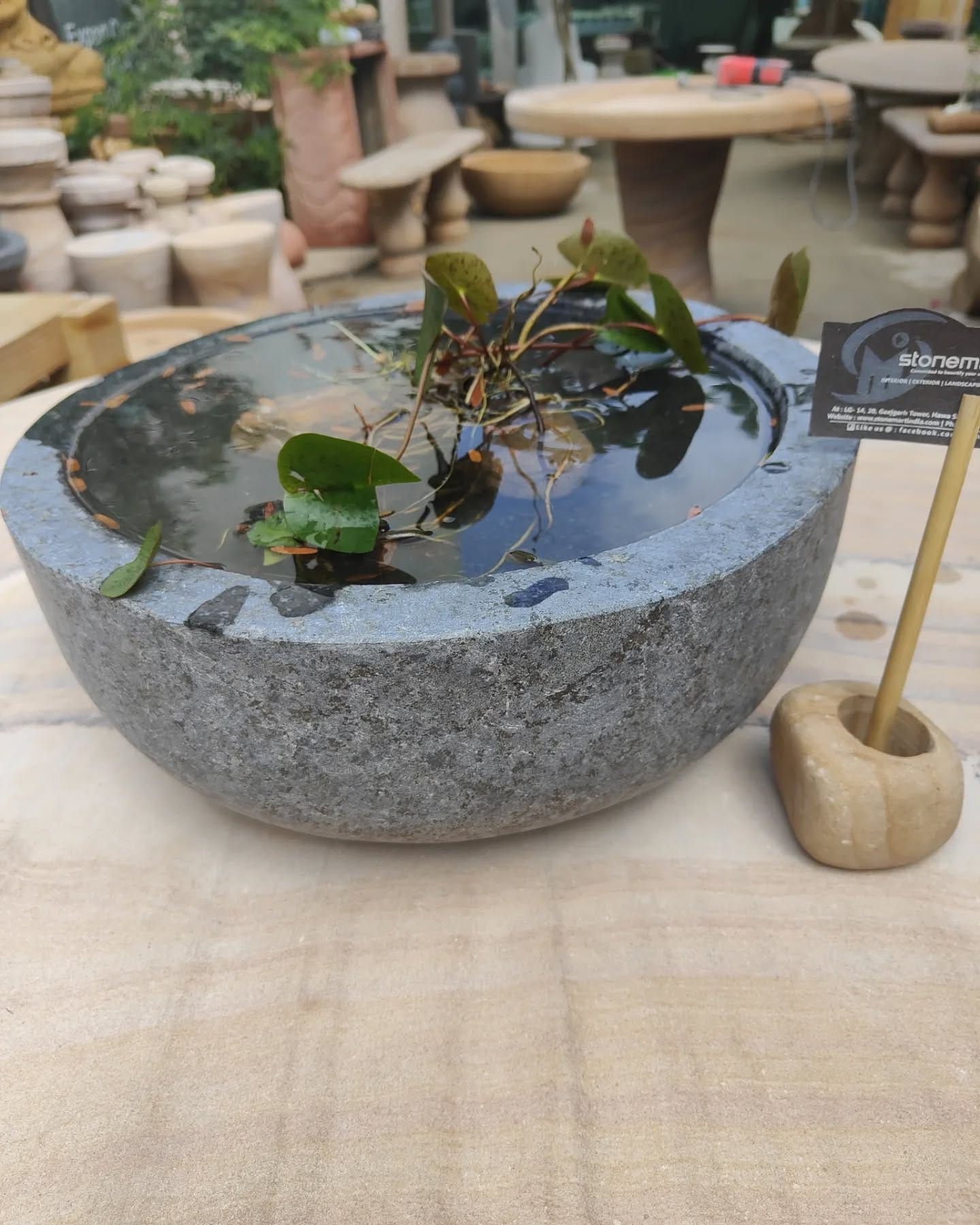 Vibrant lotus in decorative ceramic bowl