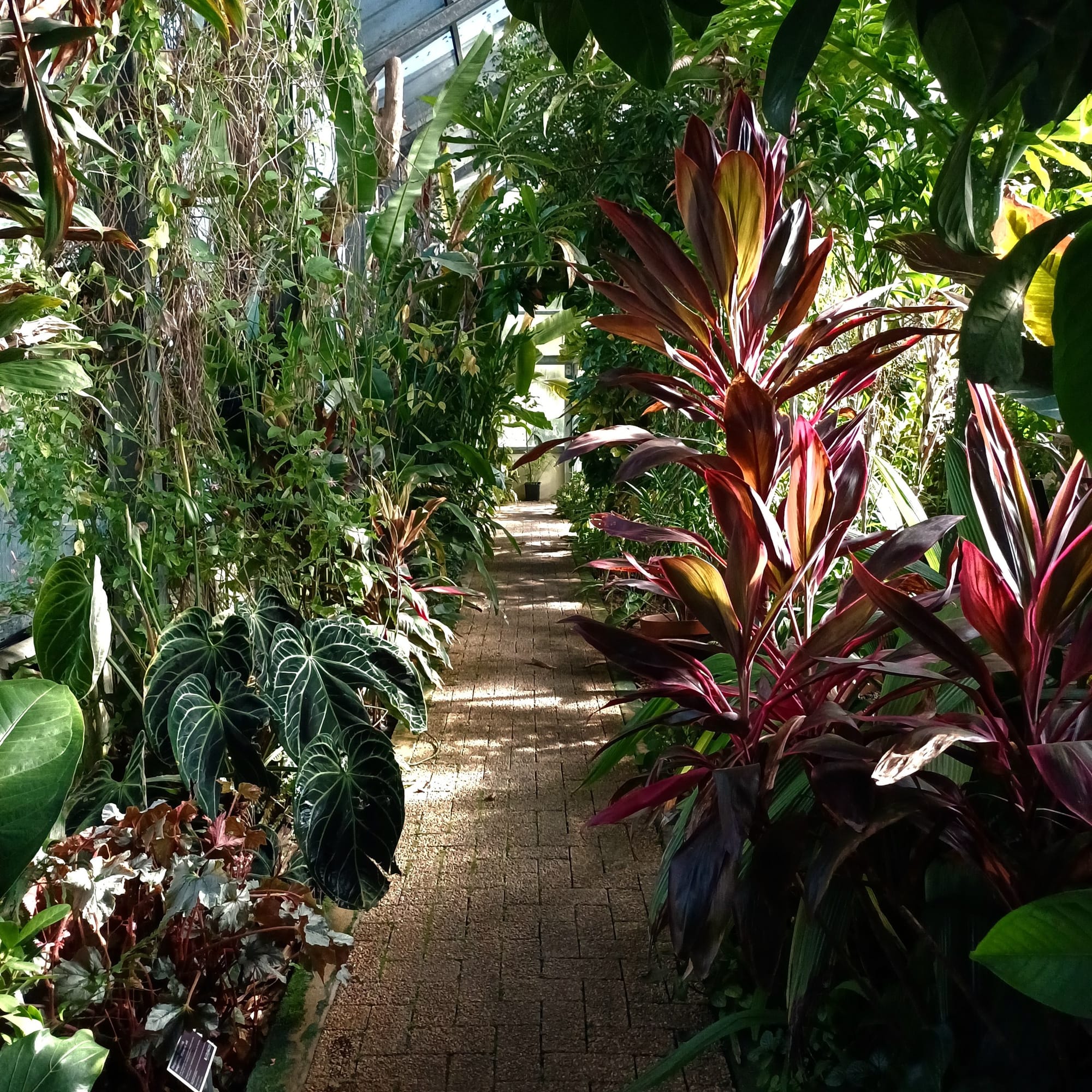 tropical plants by sunlit window