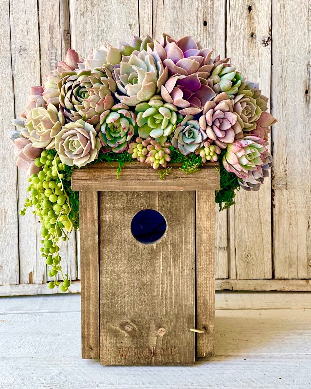 Frame filled with diverse succulents