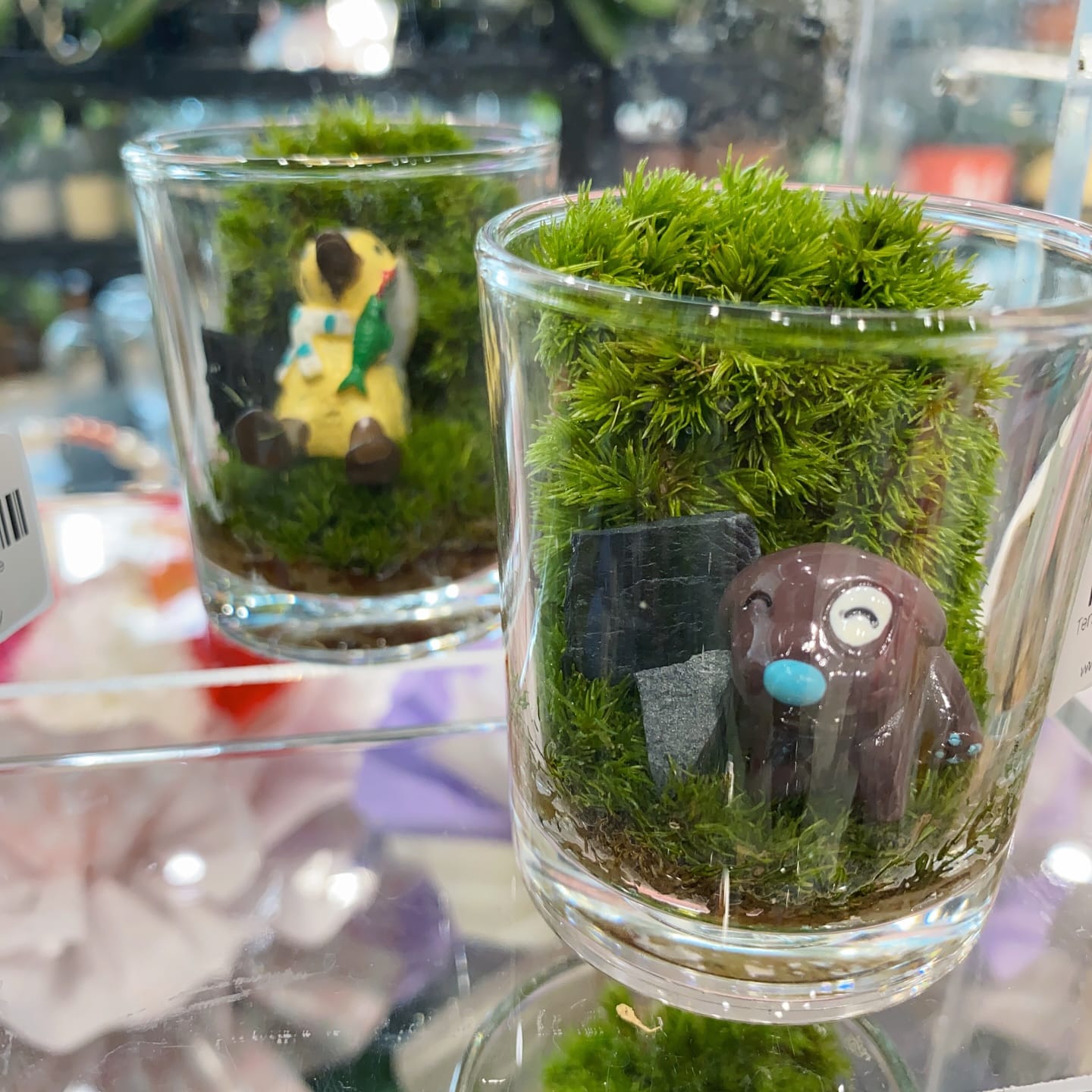 terrariums in bay window