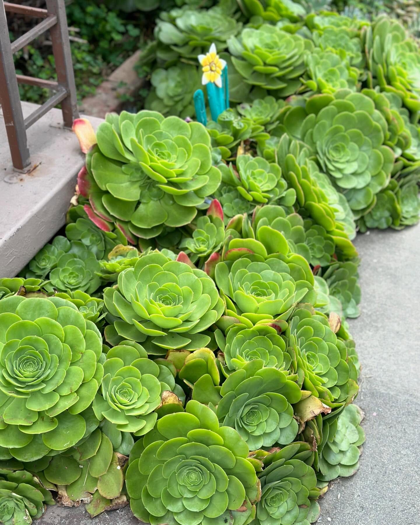 Mixed succulents in shallow dish