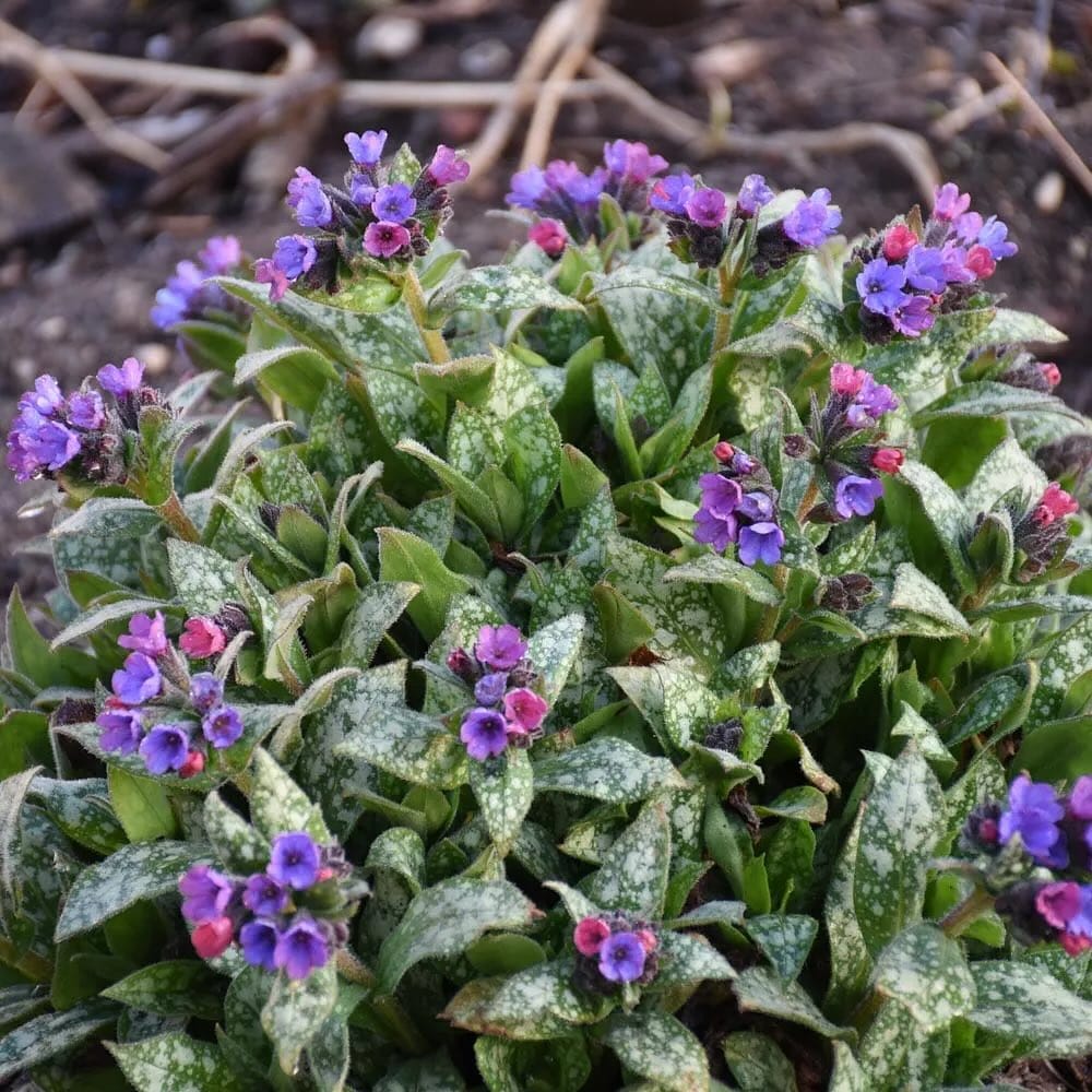 Barrenwort flowers with lungwort leaves