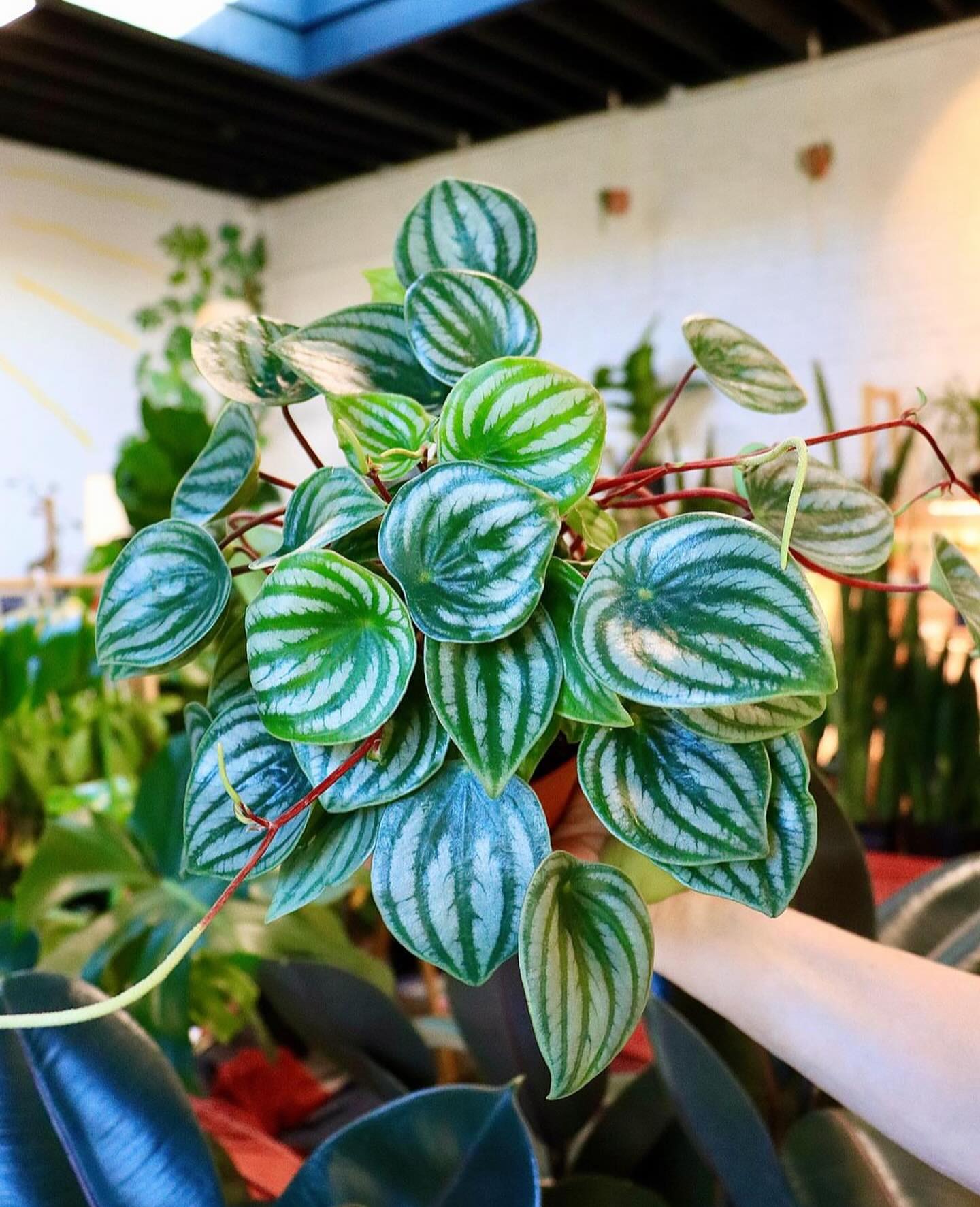 watermelon peperomia in reading nook