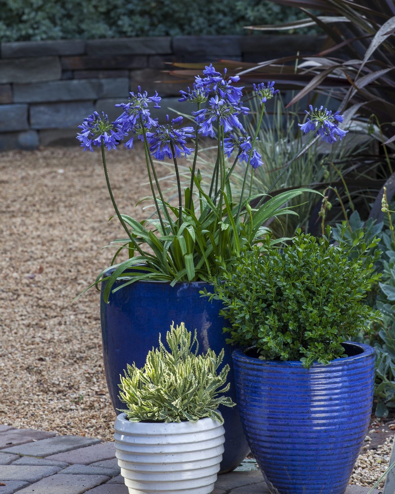 Aloe vera and lamb's ear plants
