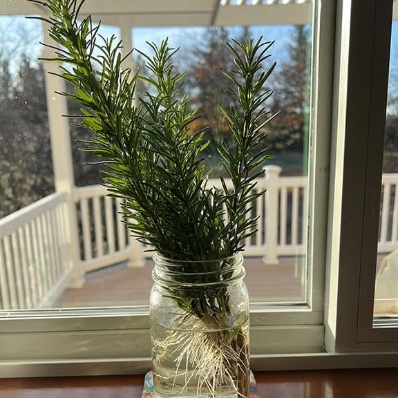 Clear glass bottle with fresh sprigs