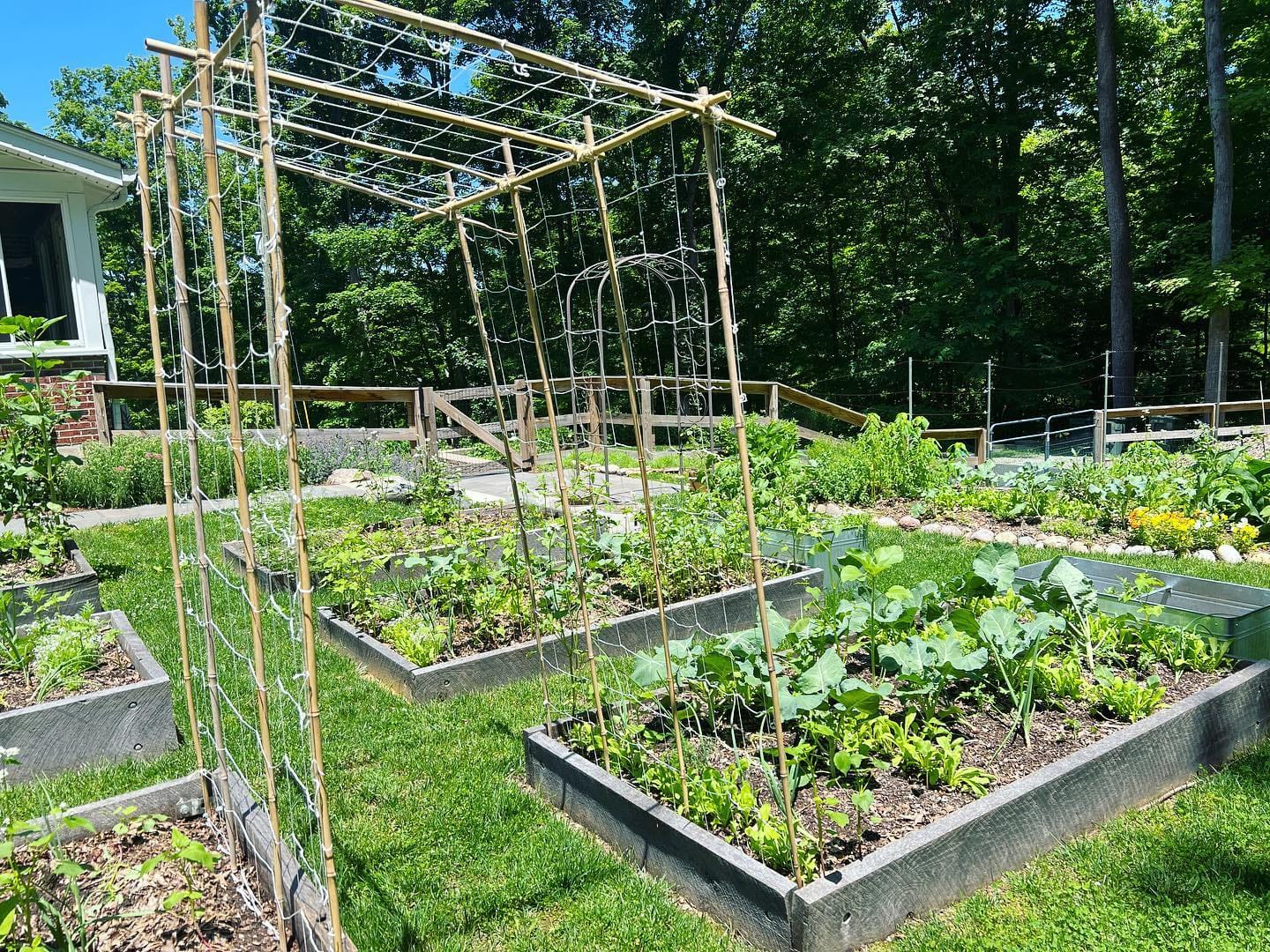 indoor trellis with climbing herbs