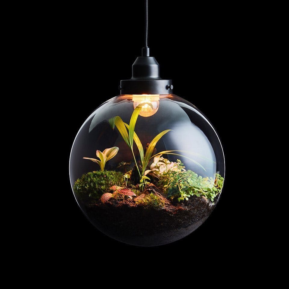 Hanging glass orbs with air plants