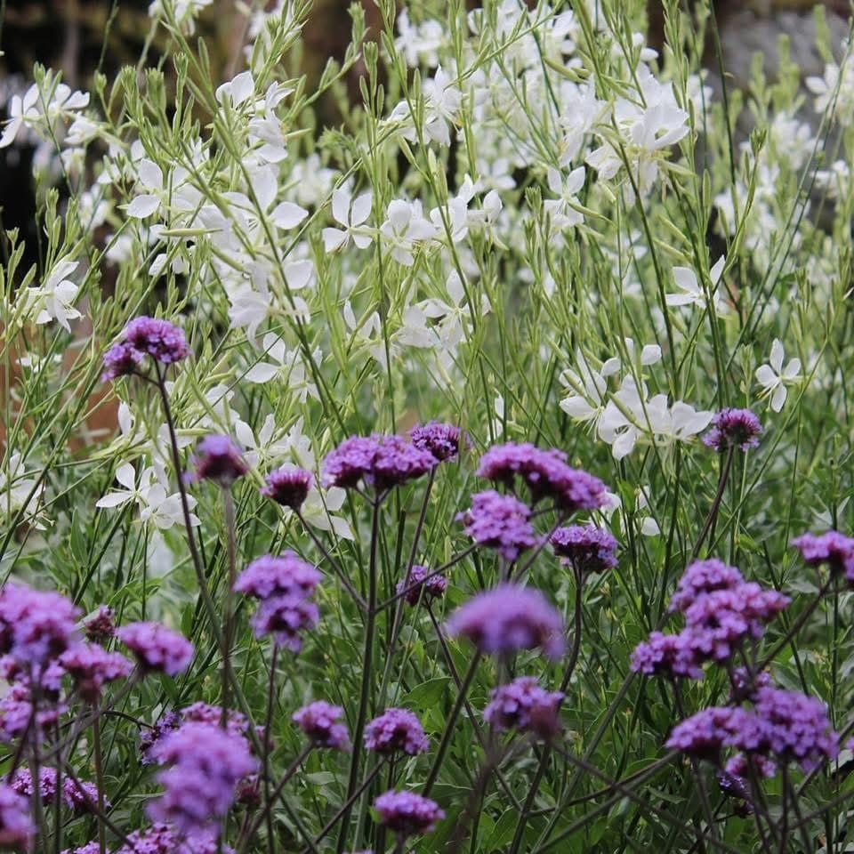 smooth and spiky plant leaves