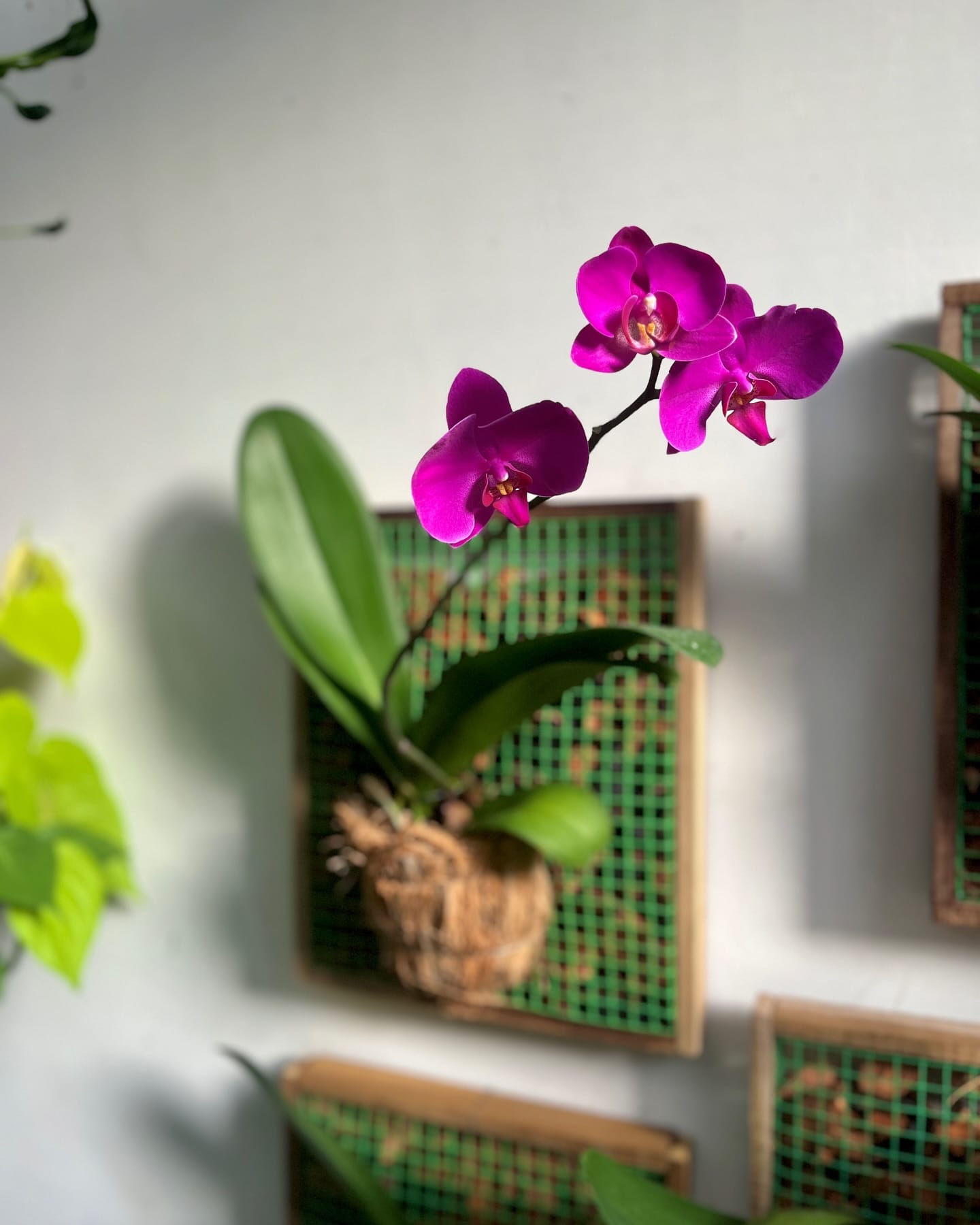 blooming orchids on elegant windowsill
