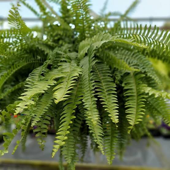 boston fern on a windowsill near a record cabinet