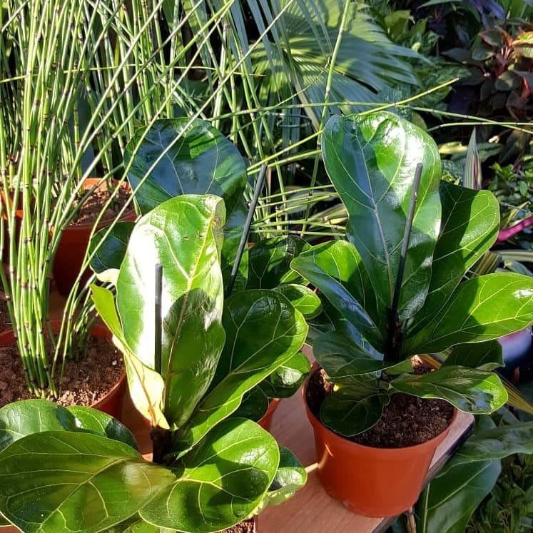 fiddle leaf fig plant cluster