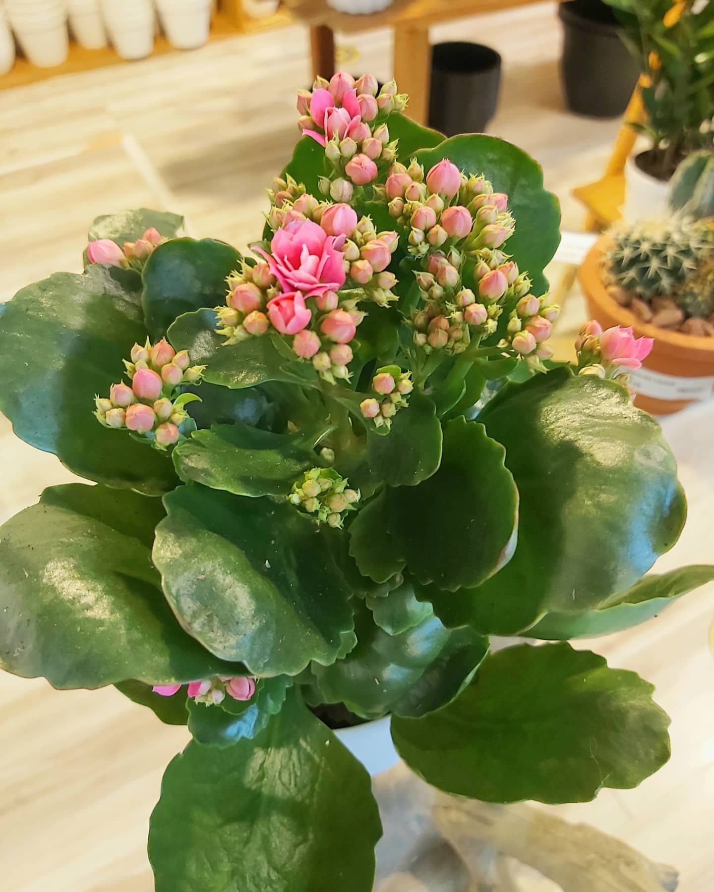 kalanchoe with vivid flowers on cheerful windowsill